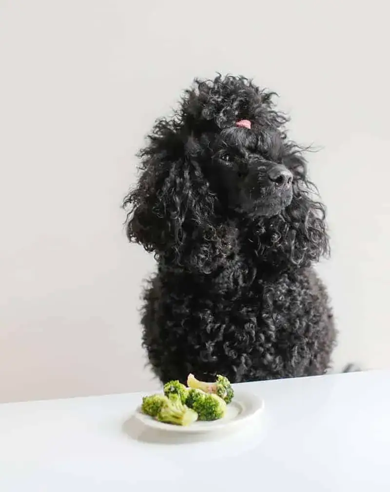 Zdjęcie Co gotować szczeniakowi – bezpieczne przepisy i porady żywieniowe dla zdrowia psa