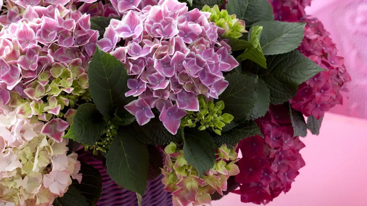 Zdjęcie Jak przezimować hortensję ogrodową w donicy, by nie przemarzła