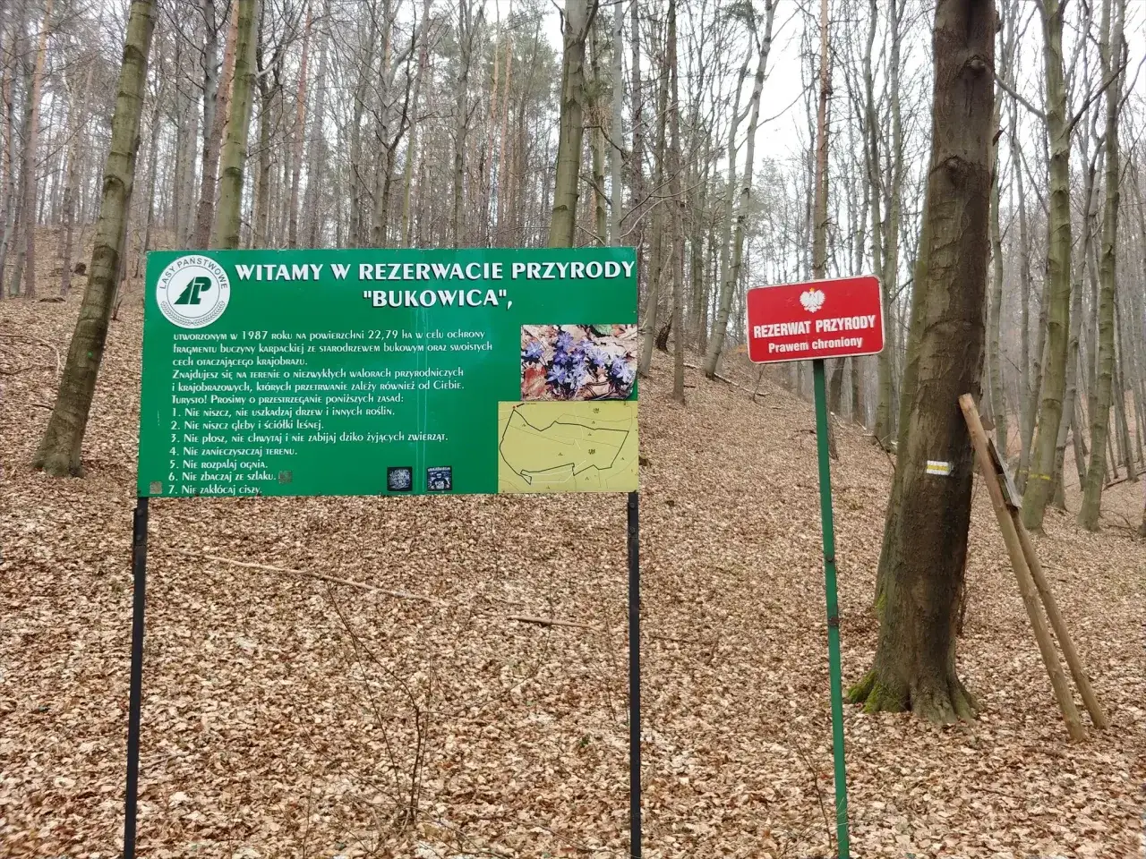 Zdjęcie Rezerwat Przyrody Bukowica – co warto wiedzieć przed wizytą i jak uniknąć błędów