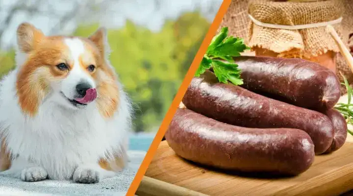Zdjęcie Czy pies może jeść kaszankę? Oto szkodliwe skutki i alternatywy.