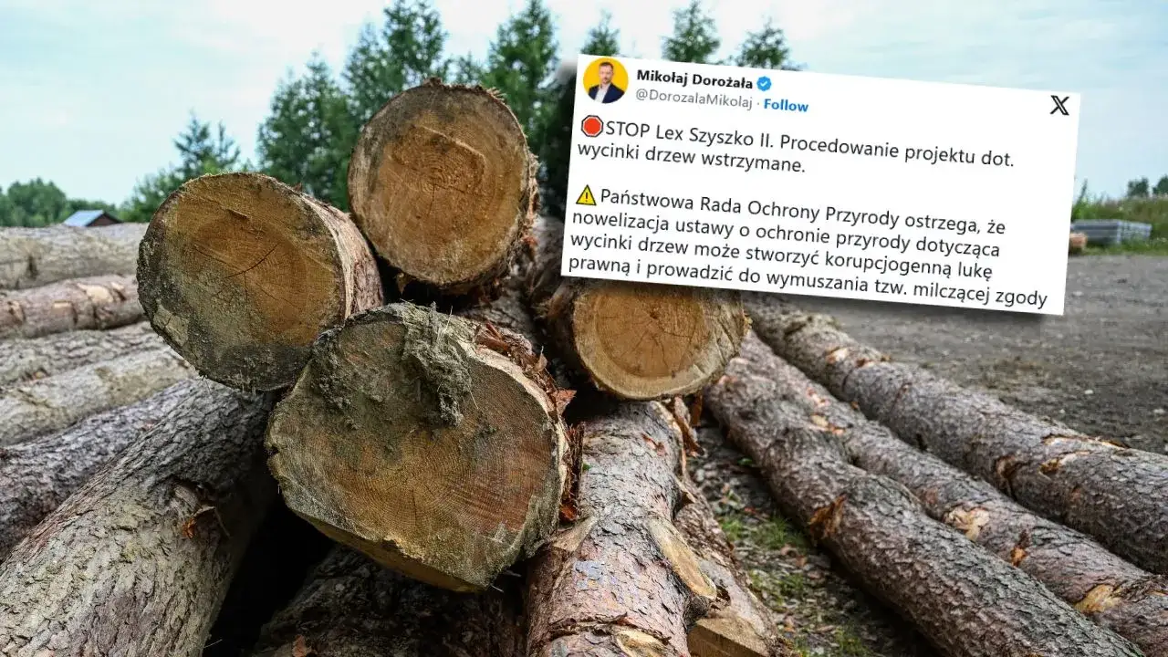 Zdjęcie Kiedy zmiana ustawy o wycince drzew - co musisz wiedzieć, aby nie stracić?