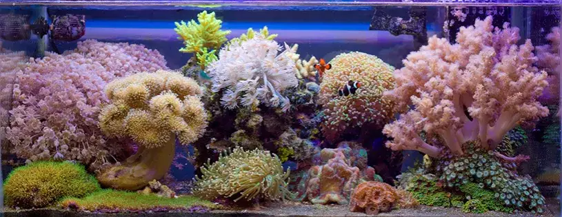 Zdjęcie Prawidłowe zasolenie w akwarium morskim - kompletny poradnik dla akwarystów