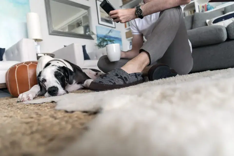 Zdjęcie Jaki czystek dla psa wybrać, aby wspierać zdrowie pupila?