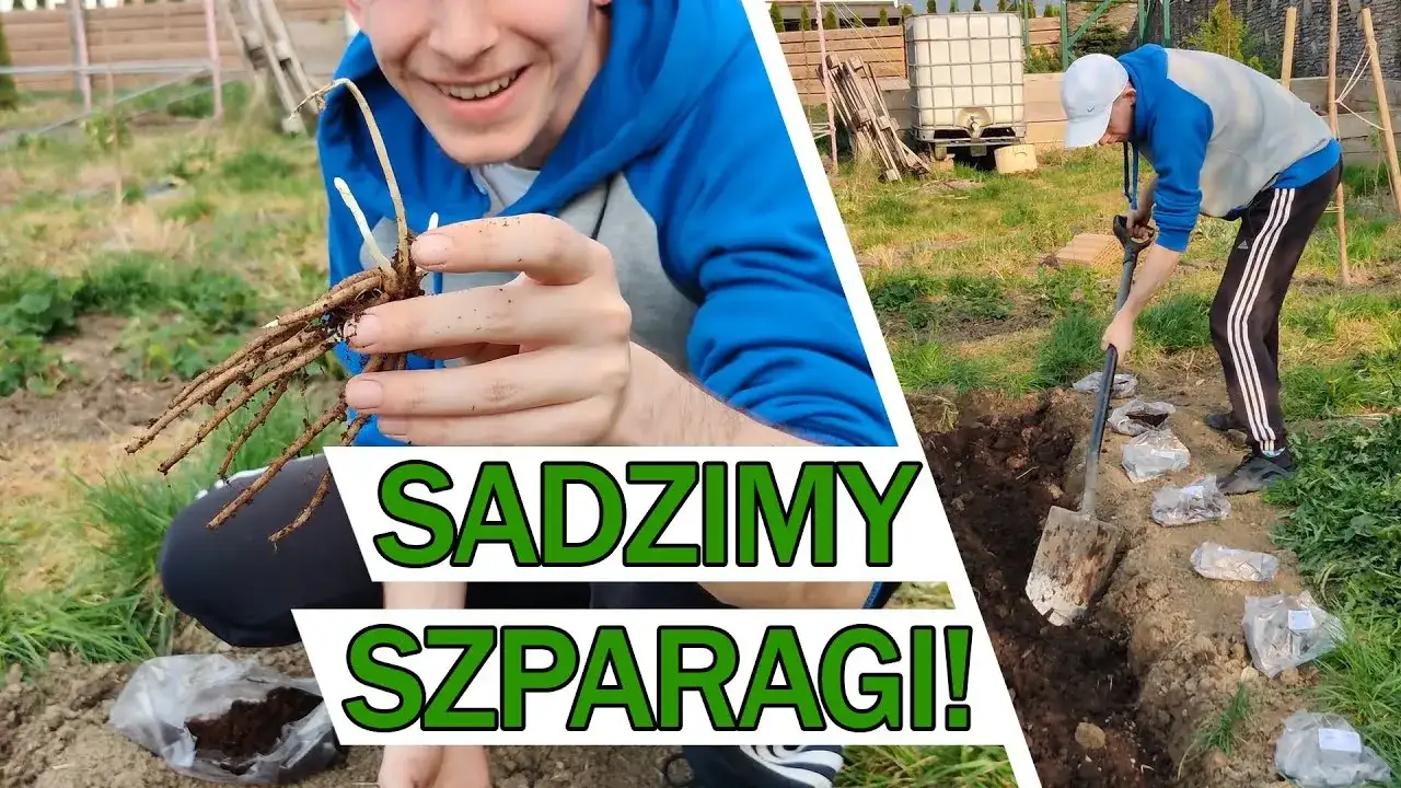 Zdjęcie Jak uprawiać szparagi - unikaj najczęstszych błędów w ogrodzie