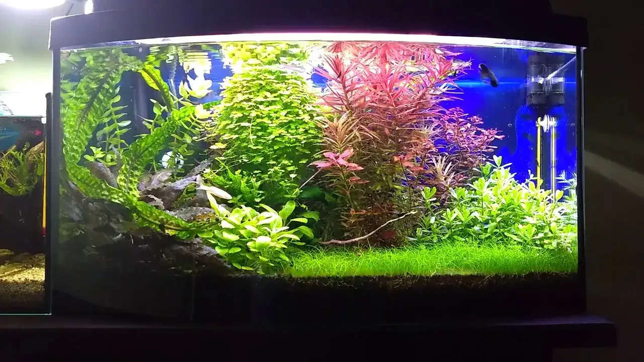 Zdjęcie Ile rybek w akwarium 54l? Odkryj, jak uniknąć przeludnienia