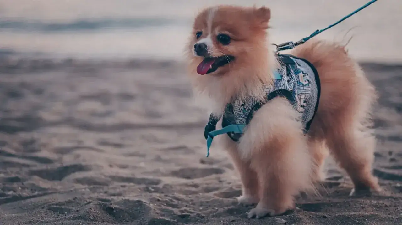 Zdjęcie Ile powinien jeść szczeniak pomeranian? Kluczowe informacje o diecie.