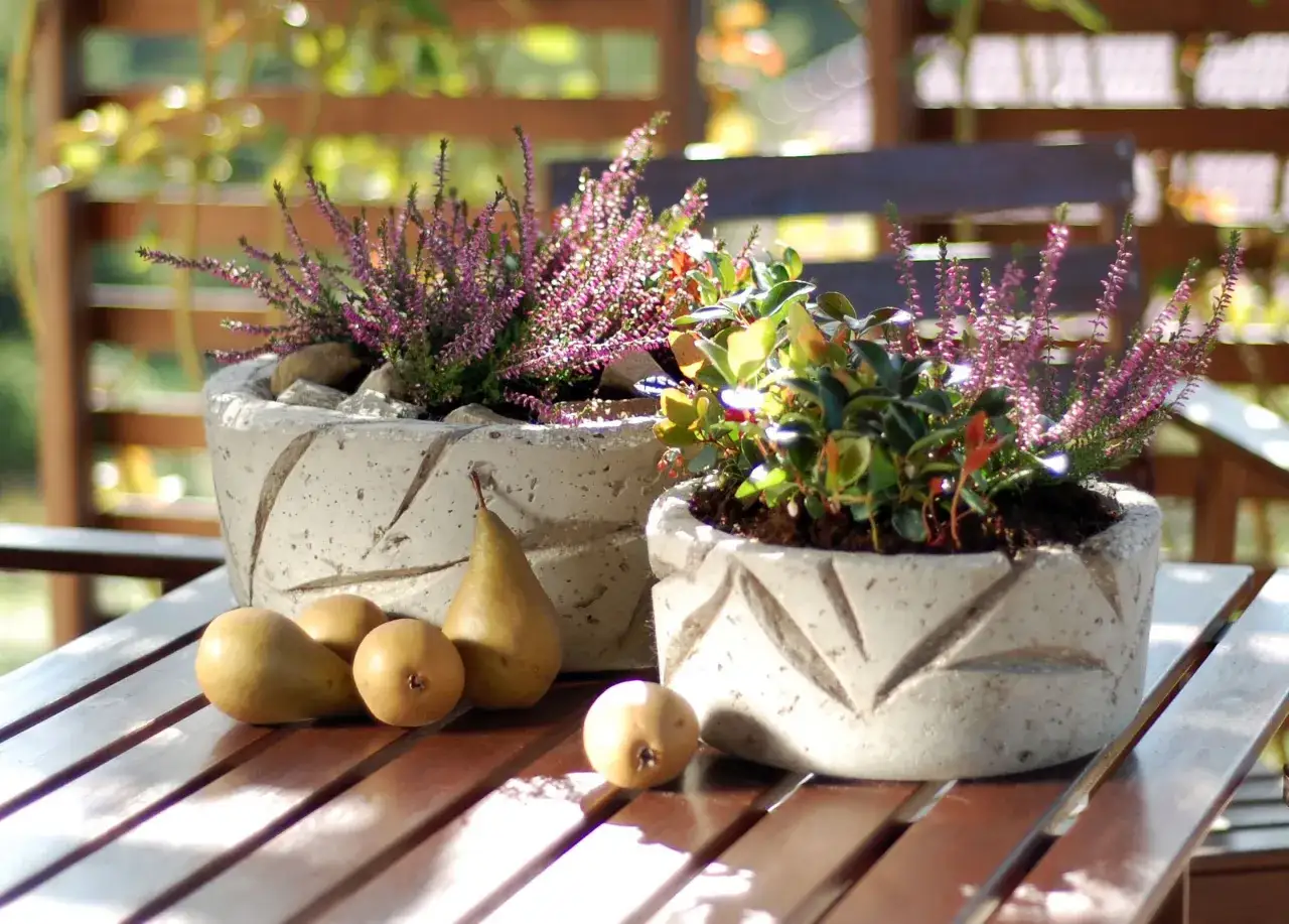 Zdjęcie Jak sadzić wrzosy w doniczce, aby uniknąć problemów z ich wzrostem