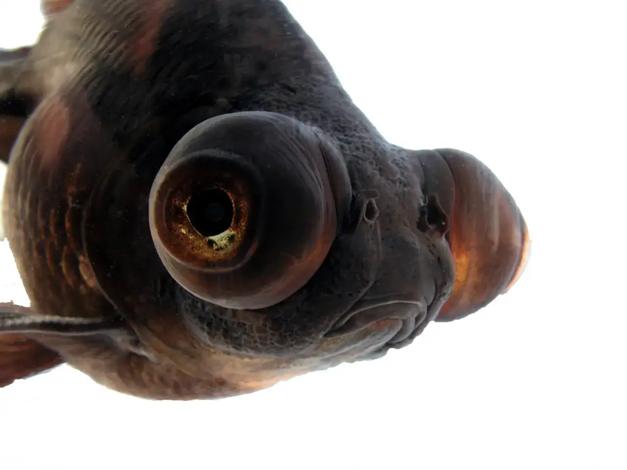 Zdjęcie Jakie rybki do akwarium 120l – idealne gatunki i ich wymagania