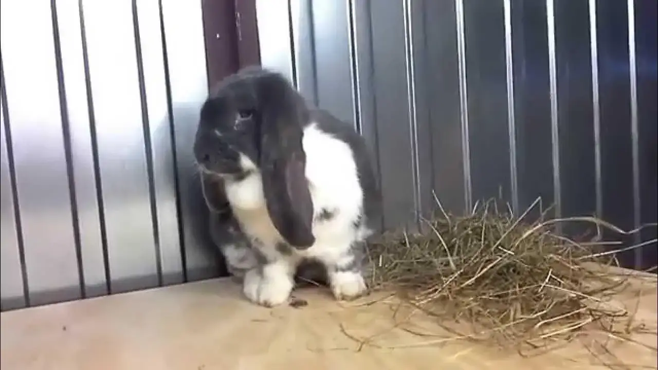 Zdjęcie Jak króliki się rozmnażają - poznaj tajniki ich rozrodu i opieki