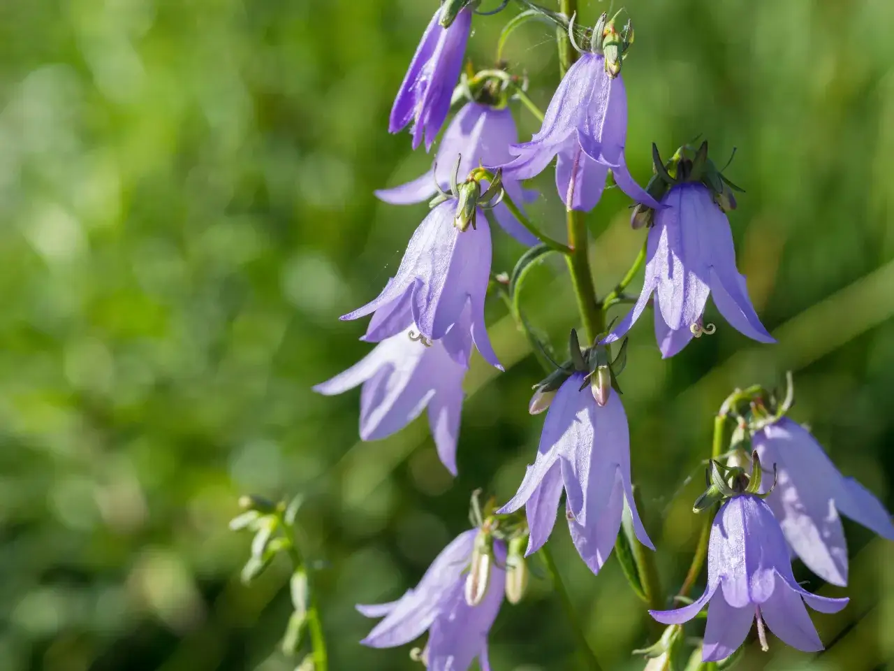 Zdjęcie  Campanula dzwoneczki doniczkowe - piękne fioletowe kwiaty do ogrodu