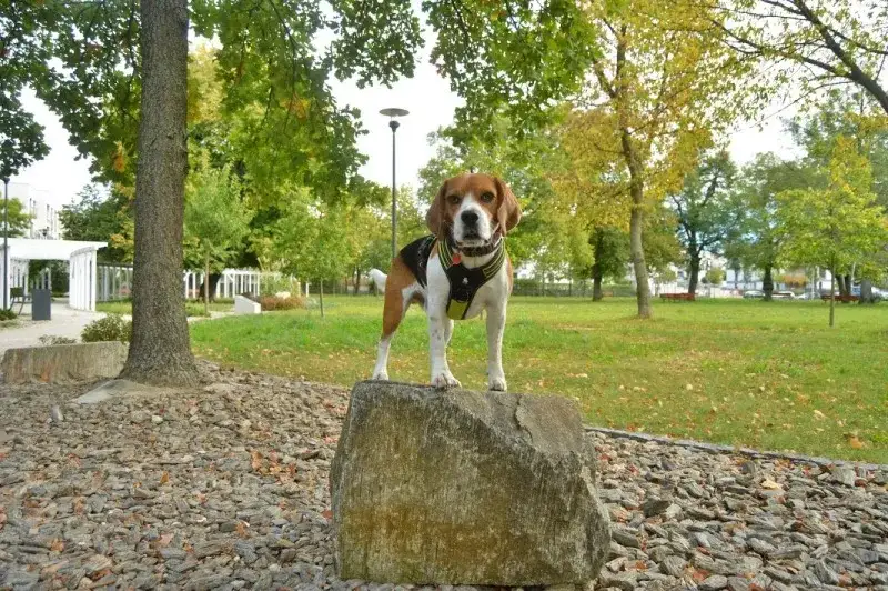 Zdjęcie Gdzie z psem na spacer w Poznaniu? Odkryj najlepsze miejsca dla psów
