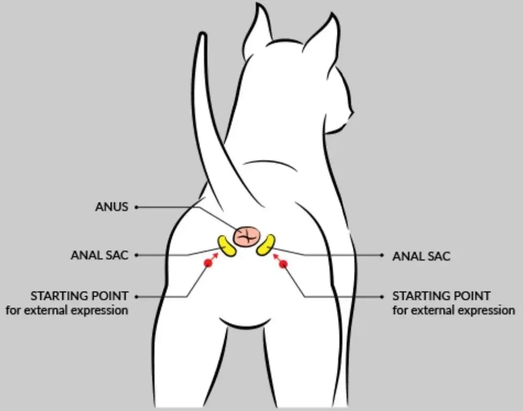 Zdjęcie Jakie są objawy zapchanych gruczołów okołoodbytowych u kota i leczenie?