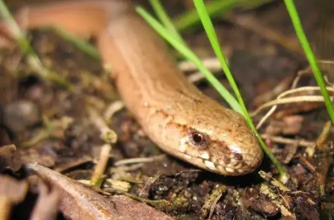 Zdjęcie Czym się żywią padalce? Odkryj ich zaskakujące nawyki żywieniowe