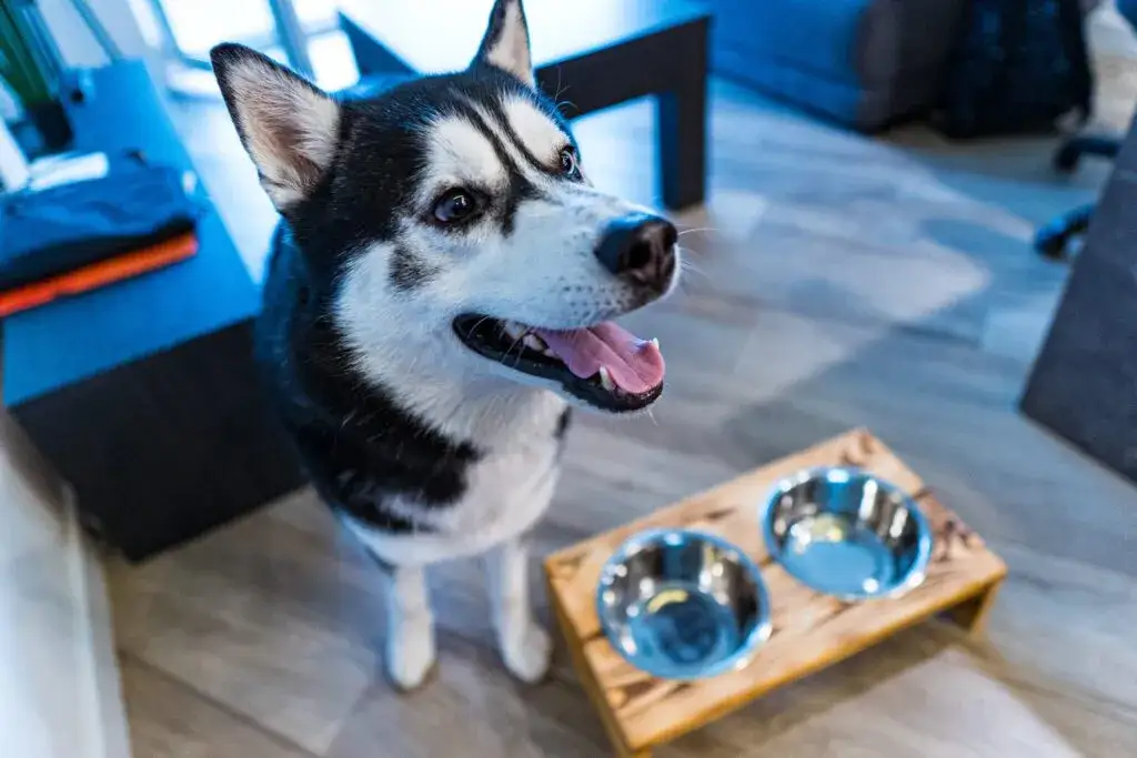 Zdjęcie Na jakiej wysokości miska dla psa, aby uniknąć dyskomfortu?