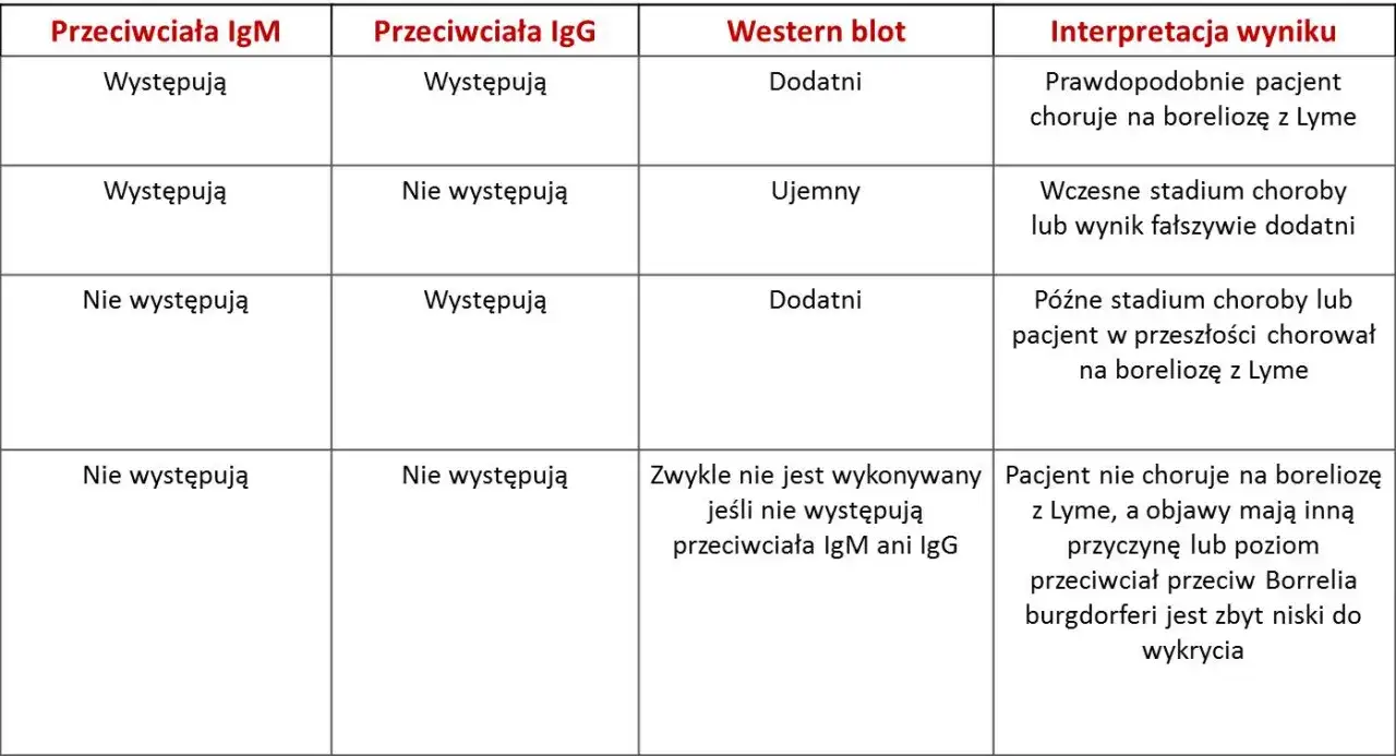 Zdjęcie Jakie badanie na boreliozę? Kluczowe informacje, kt&oacute;re musisz znać