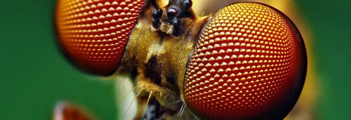 Zdjęcie Czy zabicie owada to grzech? Etyka i moralność w różnych religiach