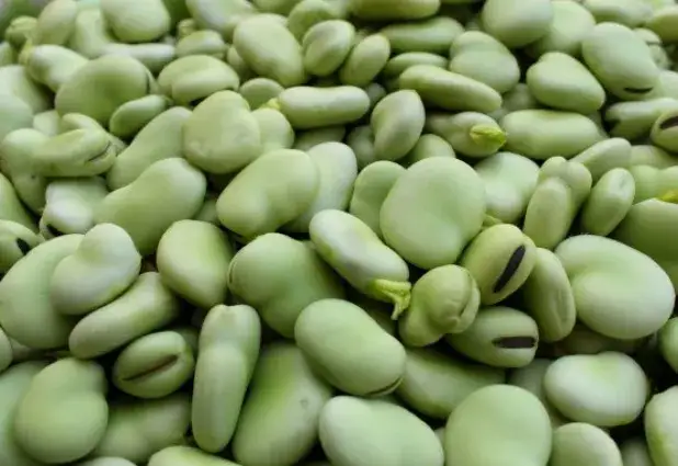 Zdjęcie Kiedy sezon na bób? Sprawdź, kiedy najlepsze zbiory i ceny