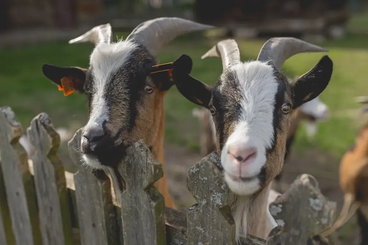 Zdjęcie Co to jest hodowla? Kluczowe informacje o hodowli zwierząt i roślin