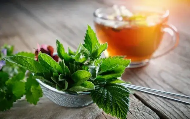 Zdjęcie Jaka herbata przy Hashimoto? Odkryj, co wspiera tarczycę i zdrowie