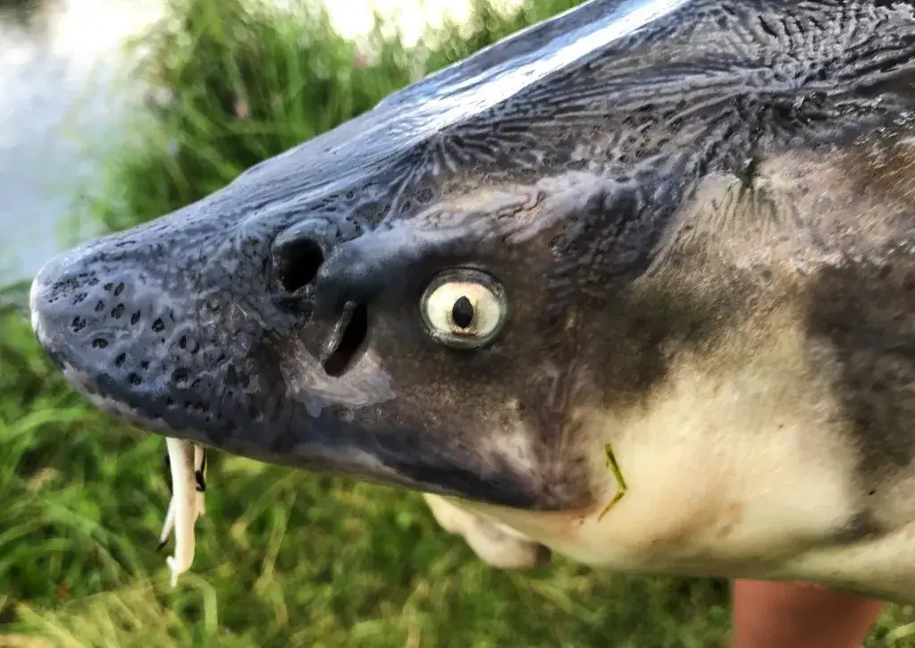 Zdjęcie Jaki haczyk na jesiotra wybrać, aby uniknąć nieudanych połowów?