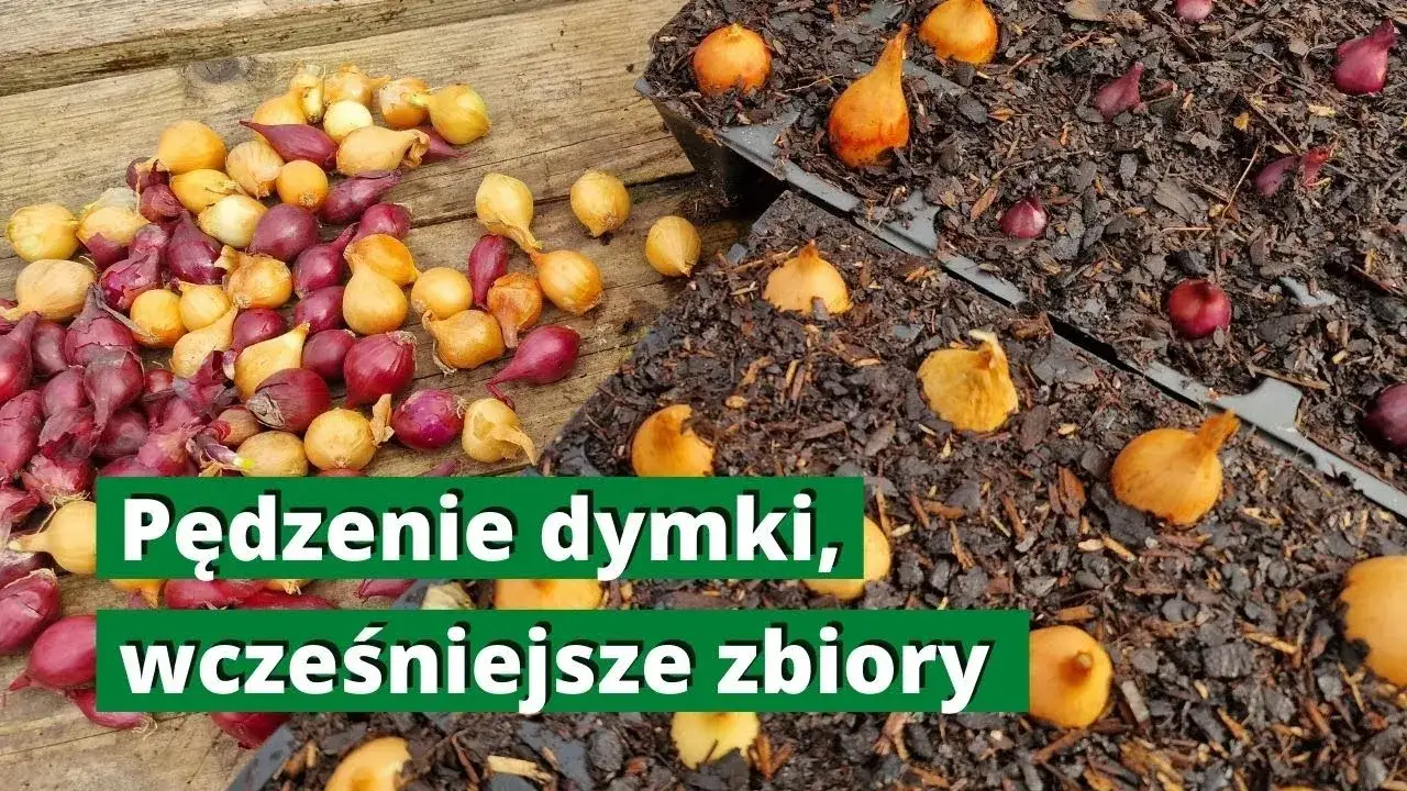 Zdjęcie Jak sadzić cebulę dymkę w doniczce, by uniknąć najczęstszych błędów