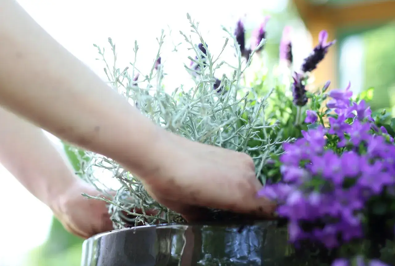 Zdjęcie Jak zrobić nawadniacz do kwiatów z butelki i oszczędzić czas na podlewaniu