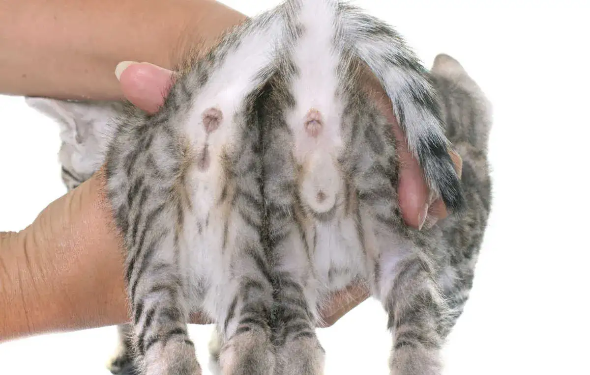 Zdjęcie Jak rozpoznać małego kota od kotki – proste sposoby na pewność