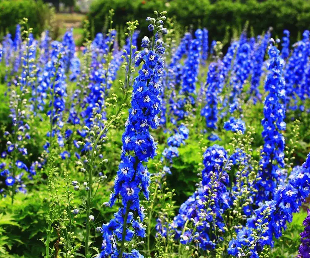 Zdjęcie Kwiaty zimujące w gruncie: 7 gatunków i porady pielęgnacyjne