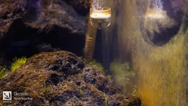 Zdjęcie Jak wyglądają okrzemki w akwarium i jak je skutecznie zwalczyć