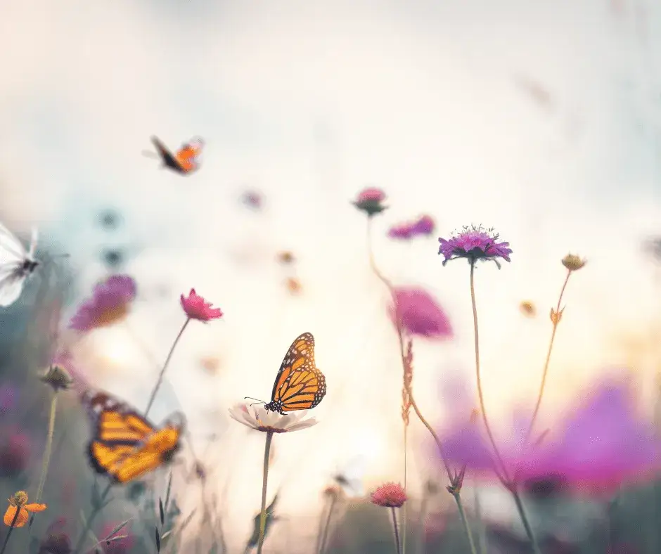 Zdjęcie Motyl czego jest symbolem? Odkryj głębokie znaczenie w kulturach