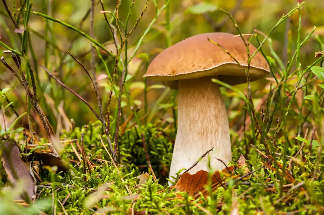 Zdjęcie Gdzie na grzyby z noclegiem? Odkryj najlepsze miejsca w Polsce