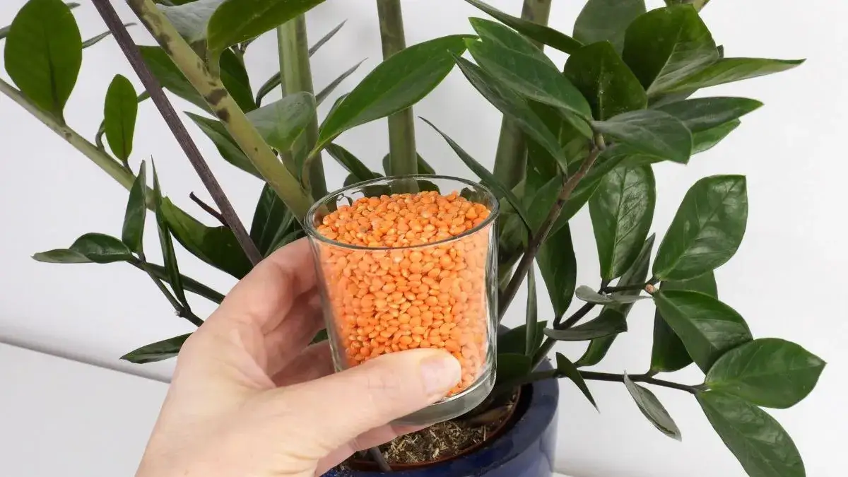 Zdjęcie Nawóz z soczewicy do jakich kwiatów - popraw zdrowie roślin naturalnie