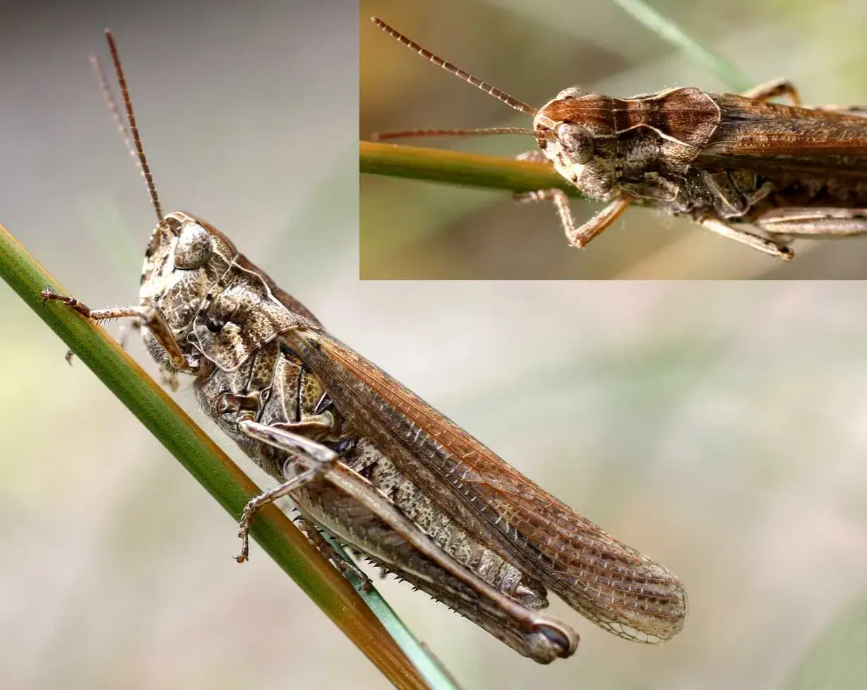 Zdjęcie Czym się żywią koniki polne? Odkryj ich zaskakującą dietę