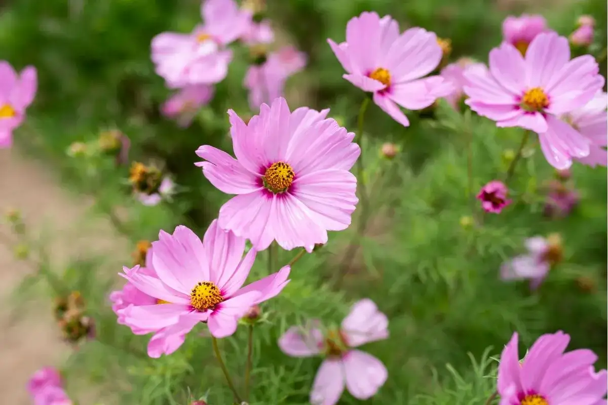 Zdjęcie Jakie kwiaty wieloletnie sadzimy jesienią, aby cieszyć się pięknem wiosny