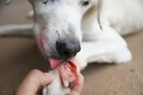 Zdjęcie A mi perro se le caen las uñas enteras: causas y cómo prevenirlo