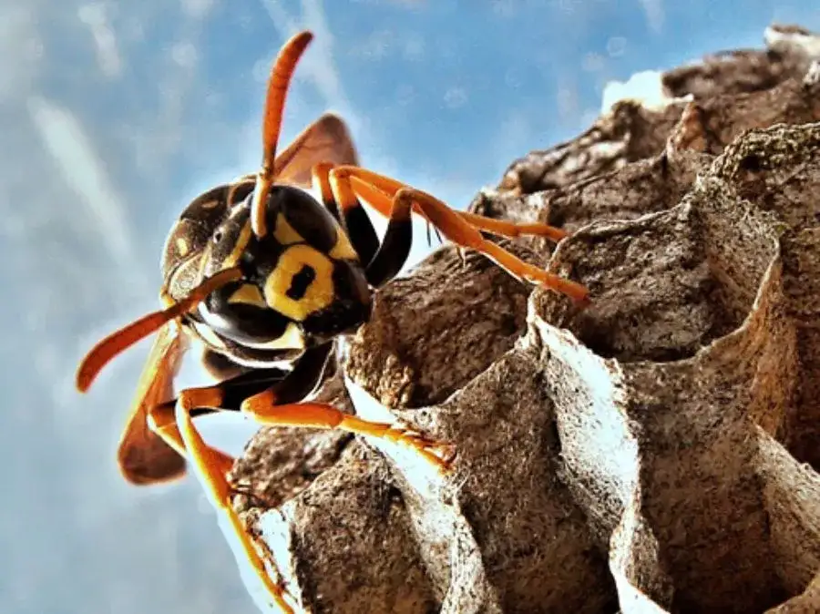 Zdjęcie Skuteczne sposoby jak pozbyć się gniazda os na poddaszu: 5 prostych kroków