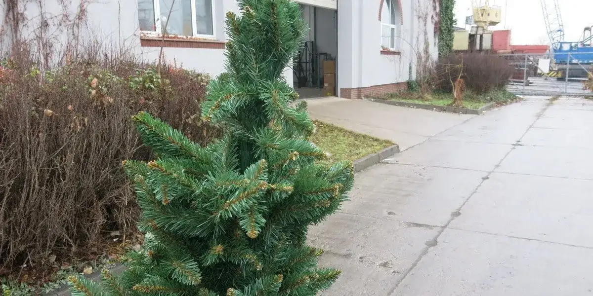 Zdjęcie Gdzie wyrzucić sztuczną choinkę? Sprawdź najlepsze opcje utylizacji