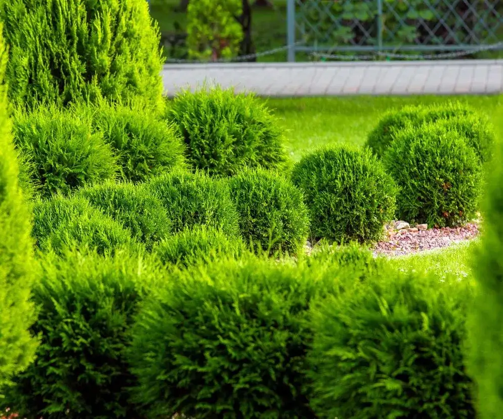 Zdjęcie Czy tuja jest trująca dla psa? Sprawdź, jak jej unikać!