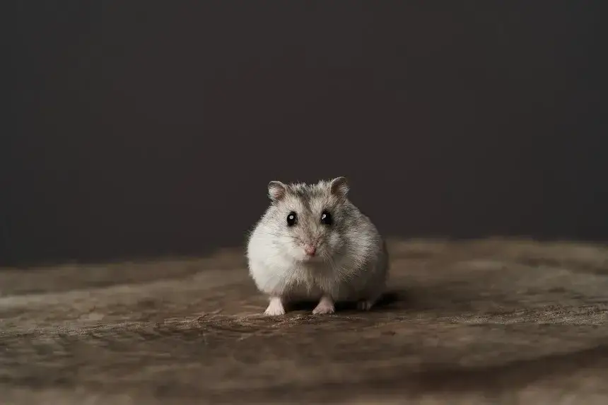 Zdjęcie Czy z chomikiem chodzi się do weterynarza i co powinieneś wiedzieć?