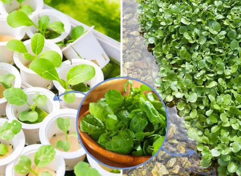 Zdjęcie Rukiew wodna jak uprawiać: proste sposoby na zdrowe plony w domu