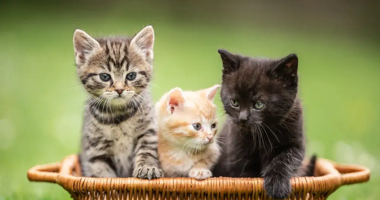 Zdjęcie Jak odróżnić kota od kotki małe - uniknij błędów w identyfikacji