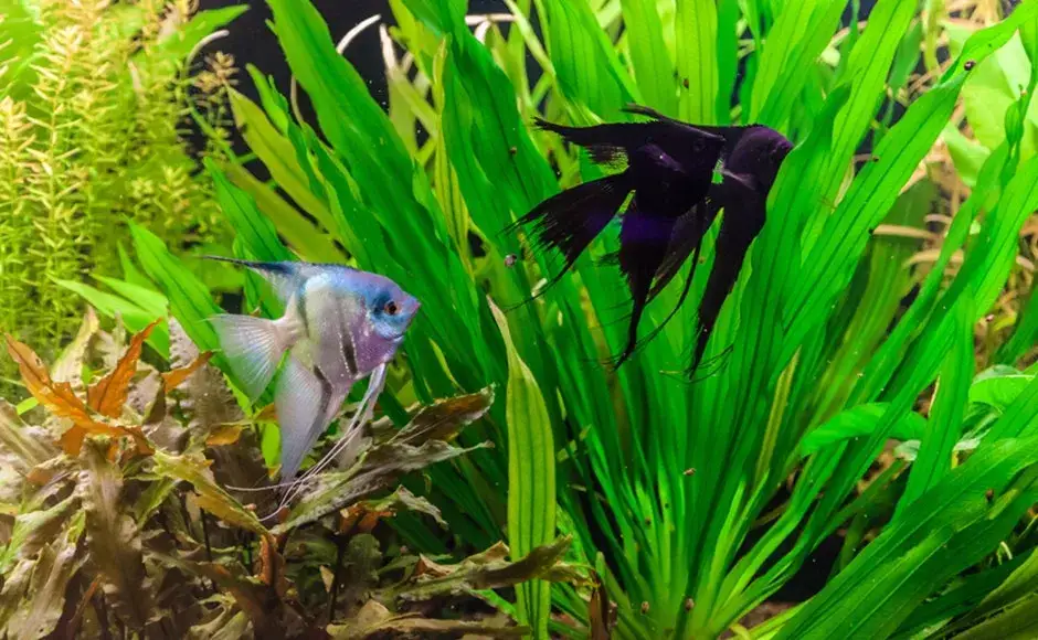 Zdjęcie Jak zmiękczyć wodę w akwarium i uniknąć problemów z rybami