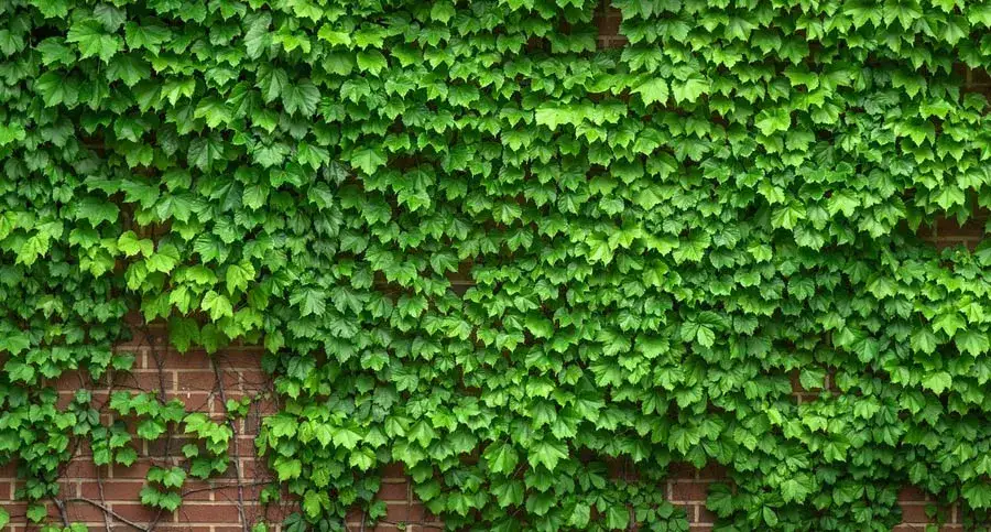Zdjęcie Kiedy sadzić bluszcz na ogrodzenie? Najlepszy czas i porady