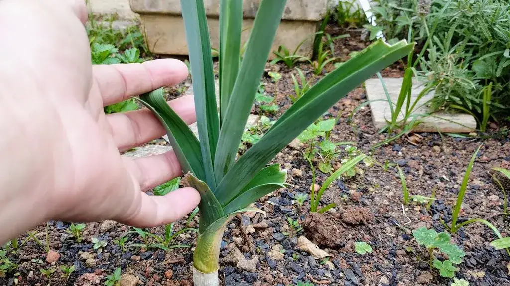 Zdjęcie Kiedy sadzić pory do gruntu? Najlepszy termin i wskazówki