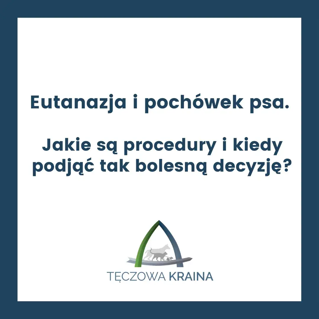 Zdjęcie Uśpienie psa jak wygląda - co musisz wiedzieć o eutanazji