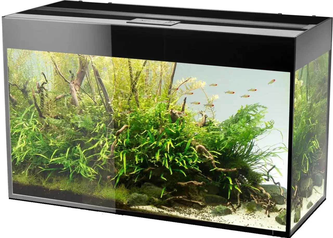 Zdjęcie Gdzie kupić akwarium? Najlepsze sklepy i porady zakupowe