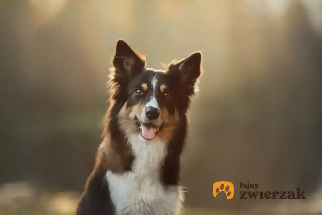 Zdjęcie Profesjonalna hodowla Border Collie krótkowłosy: jak wybrać najlepszą?