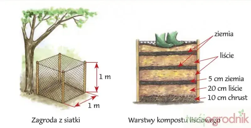 Zdjęcie Czy liście dębu nadają się na kompost? Sprawdź, co warto wiedzieć!