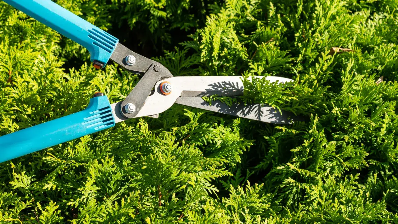 Zdjęcie Kiedy obcinać tuje szmaragd, aby uniknąć błędów i wspierać wzrost