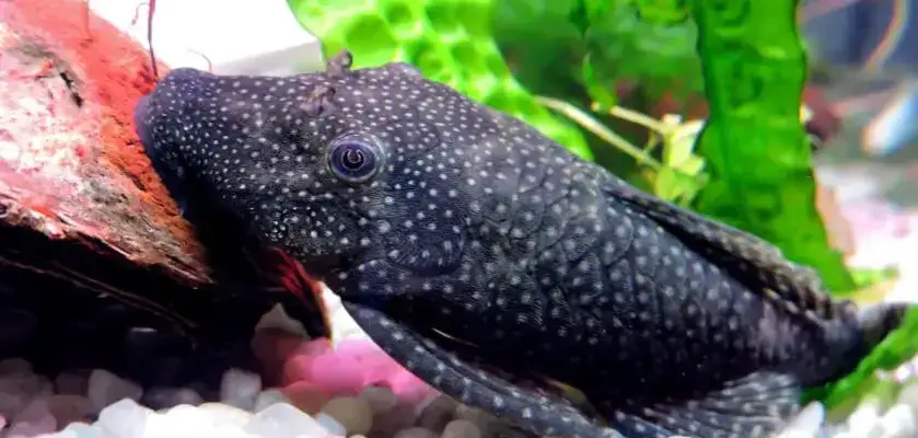 Zdjęcie Czy glonojad może zjadać rybki? Rzeczywistość, która zaskakuje akwarystów